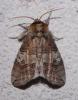 Tethea ocularis